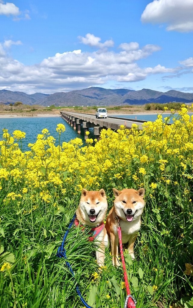 菜の花の中でスマイル！（画像提供：柴犬が作る幻の赤いキウイさん）