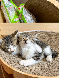 すっかり「油断しきった家猫」に成長（「ねこ大家」さん提供）