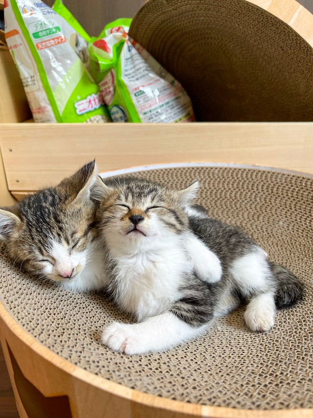 すっかり「油断しきった家猫」に成長（「ねこ大家」さん提供）