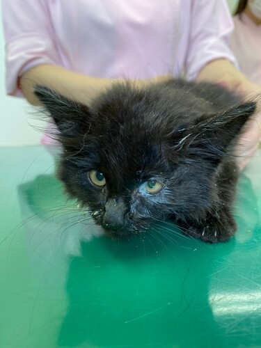 保護してすぐ病院へ。左目に炎症があり目薬、ノミ取りを処方。獣医さんがフードをあげるとすごい勢いで食べ始めた（甲田さん提供）