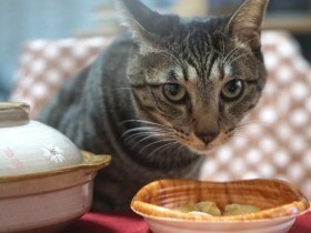 寒い日はやっぱりおでん、なんと猫専用も　愛猫は喜んでパクパク