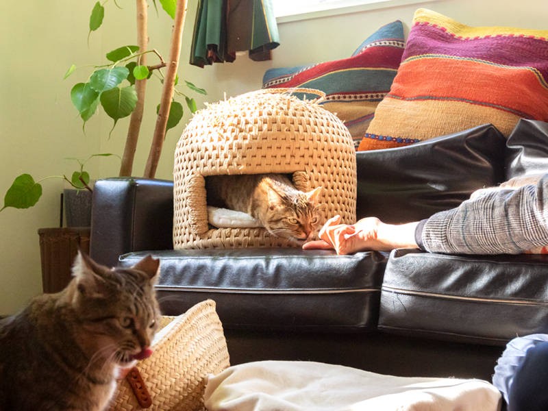 オヤツで釣って