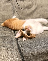 こんな顔で見つめられたらたまらない、永遠くん