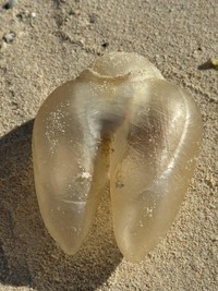 （Shizukaさん提供）