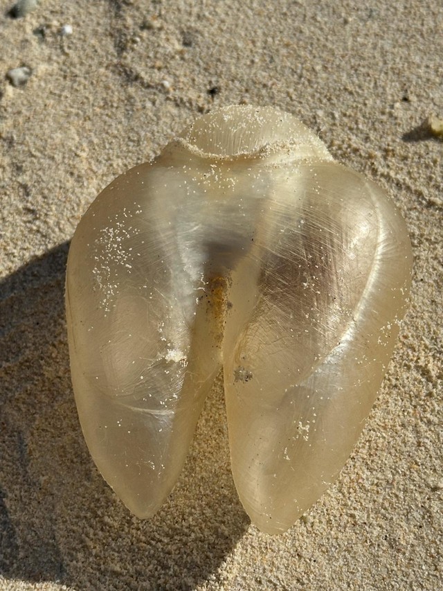 （Shizukaさん提供）