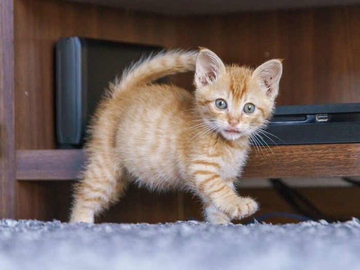 家にきたころの「とらじ」
