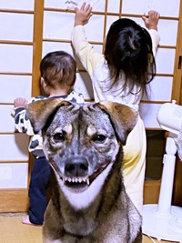 「すごい顔」が大人気になった元保護犬のころくくん（画像提供：保護犬ころくさん）