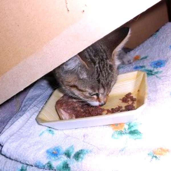 お迎え当初、ごはんを食べるゆずちゃん（画像提供：バニラさん）