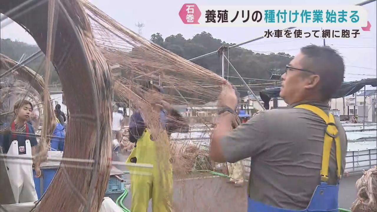 養殖ノリの種付け作業が始まる　宮城・石巻市渡波地区