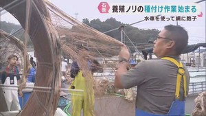 養殖ノリの種付け作業が始まる　宮城・石巻市渡波地区