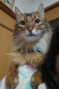 16歳までは肩に乗り、寝室へ。17歳からは危険を感じるようになったのか、一緒に階段をのぼって寝室へ向かうようになった