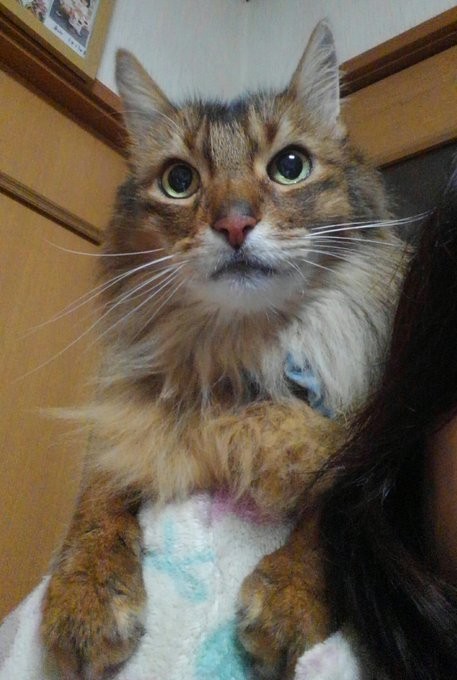 16歳までは肩に乗り、寝室へ。17歳からは危険を感じるようになったのか、一緒に階段をのぼって寝室へ向かうようになった