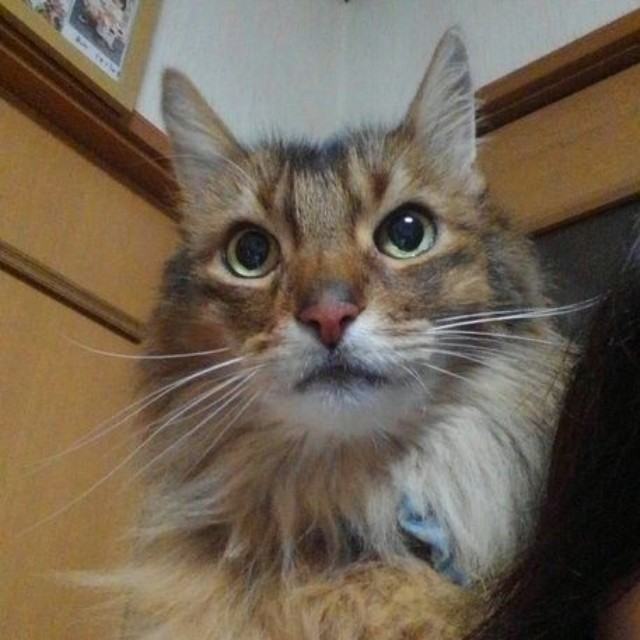 16歳までは肩に乗り、寝室へ。17歳からは危険を感じるようになったのか、一緒に階段をのぼって寝室へ向かうようになった