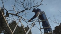 果樹園で桃のせん定作業がピーク（岡山・新見市）