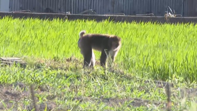 サルがカメラの前に出没　高松市で捕獲作戦も…逃走　24日夜から新たに女性2人被害　香川