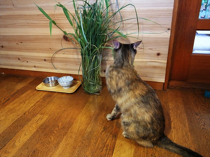 草をシャクシャク噛むのが好き