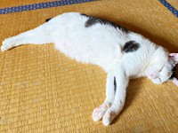 だらーんと寝そべってくつろぐしょうたくん（画像提供：きよダブシャインさん）