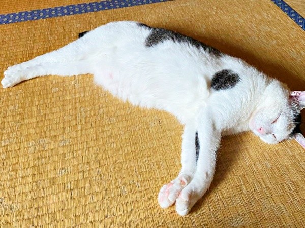 だらーんと寝そべってくつろぐしょうたくん（画像提供：きよダブシャインさん）