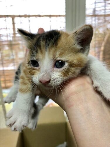 家にきたころの「あたご」