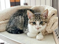 ケージの中でまったりくつろぐそぼろくん（画像提供：おかかとそぼろの成長記録さん）