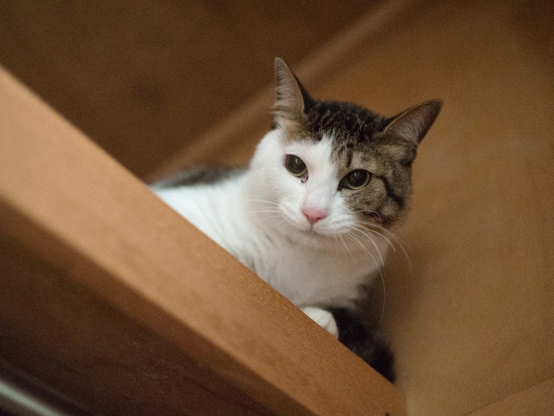 「人生も猫生も登りつめると下を見るだけよ」（小林写函撮影）