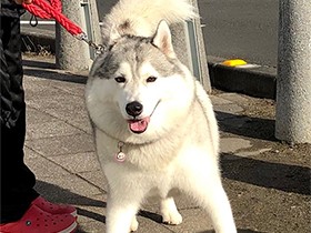 シャンプー後のお散歩中だよ　シベリアンハスキーの「わさび」
