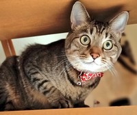 高所から遠くを眺める幸くん（画像提供：こにゃんゴーさん）