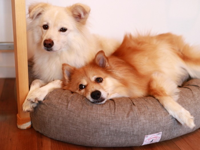 狭いところに割り込んでこられても怒らない大人な大吉