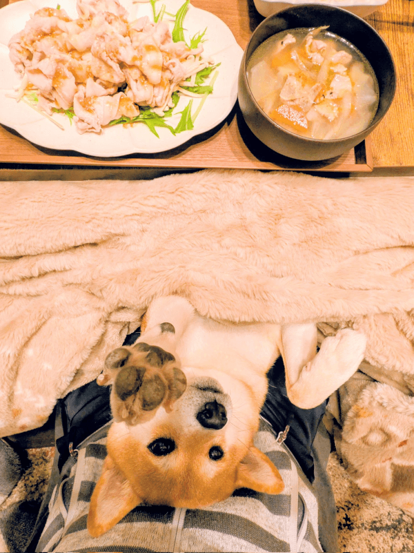 飼い主さんに手を伸ばすすずちゃん（画像提供：入間川いぬ散歩会さん）