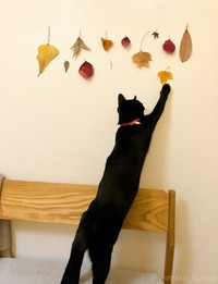 こっちの落ち葉も狩るニャ～（画像提供：yamato houseさん）