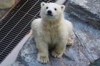 見上げるモモ太＝2026年5月 男鹿水族館GAO提供