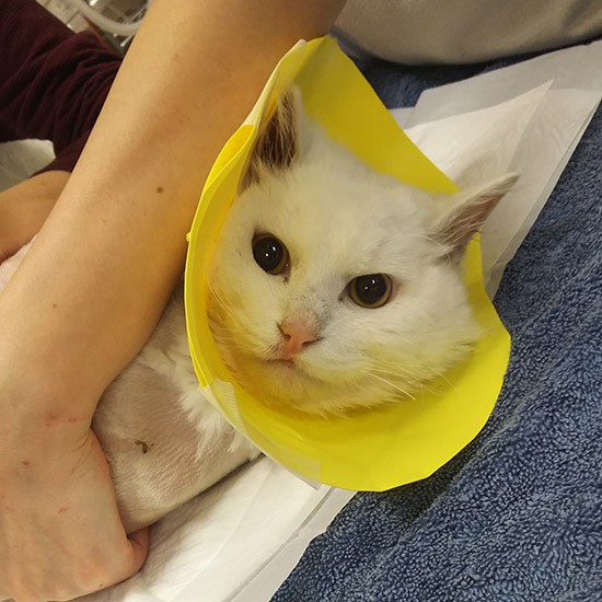 押さえつけられて憤慨しているところ。しかし、その大きな瞳には力強い光が宿っています