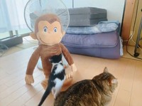 ぬいぐるみに近寄って、小さい足でよじ登ります（画像提供／ちぃ　ごまさん）