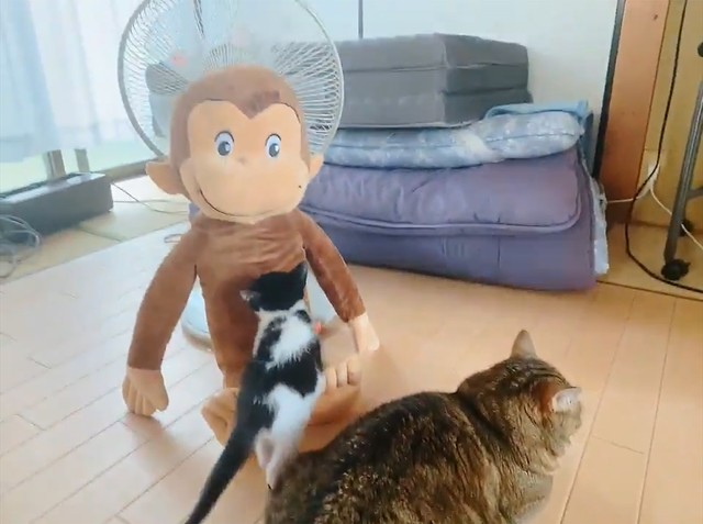 ぬいぐるみに近寄って、小さい足でよじ登ります（画像提供／ちぃ　ごまさん）