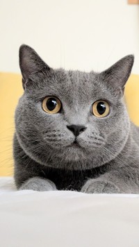 遊んでいる時の真剣な眼差し（提供：たぬをさん）