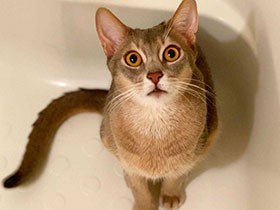 見知らぬ人にスリスリ　好奇心旺盛なアビシニアン「タケル」　