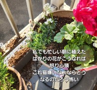 ベランダの植木鉢に植えたばかりの花が掘り返されて、気に入って買った花が猫の尿でぐったり…（「なりりん」さん提供、Instagramよりキャプチャ撮影）
