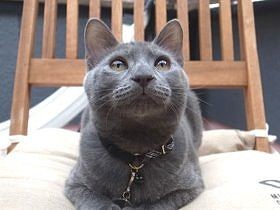 炎天下に捨てられていた子猫　必死の鳴き声で保護される