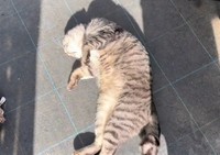 倒れちゃいました・・・（「キジトラ・コタローのウキウキDAYS!!」さん提供、Twitterよりキャプチャ撮影）