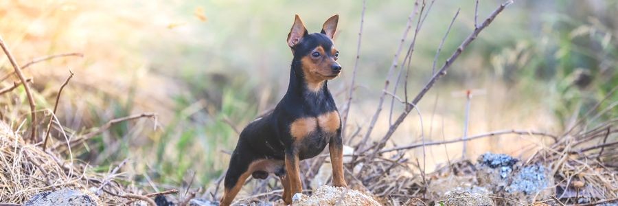 山田美保子の育犬日記記事一覧 犬 猫との幸せな暮らしのためのペット情報サイト Sippo