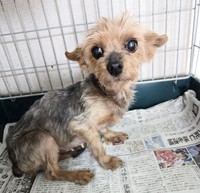 陽ちゃんは「本当の家族」と結ばれることになりました