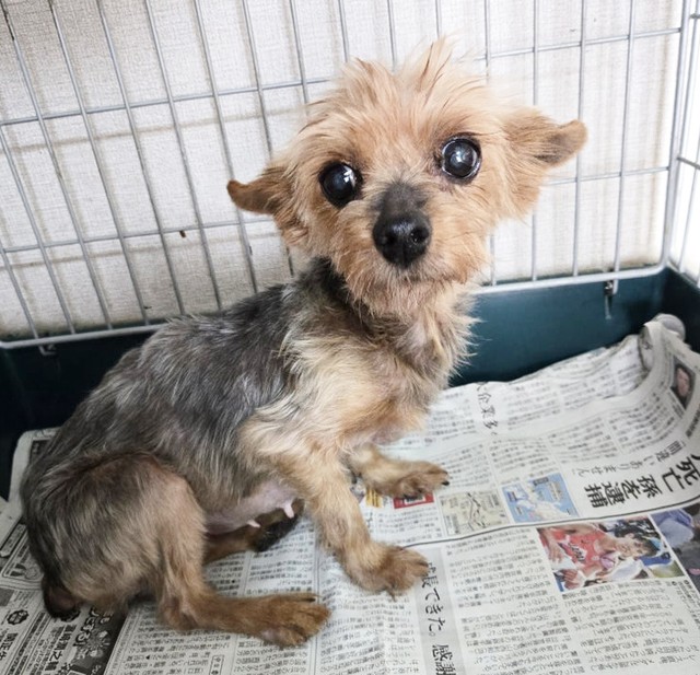 陽ちゃんは「本当の家族」と結ばれることになりました