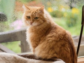 犬好き家族が迎えた４匹の猫　きっかけは庭で保護した子猫、息子の願いで飼うことに