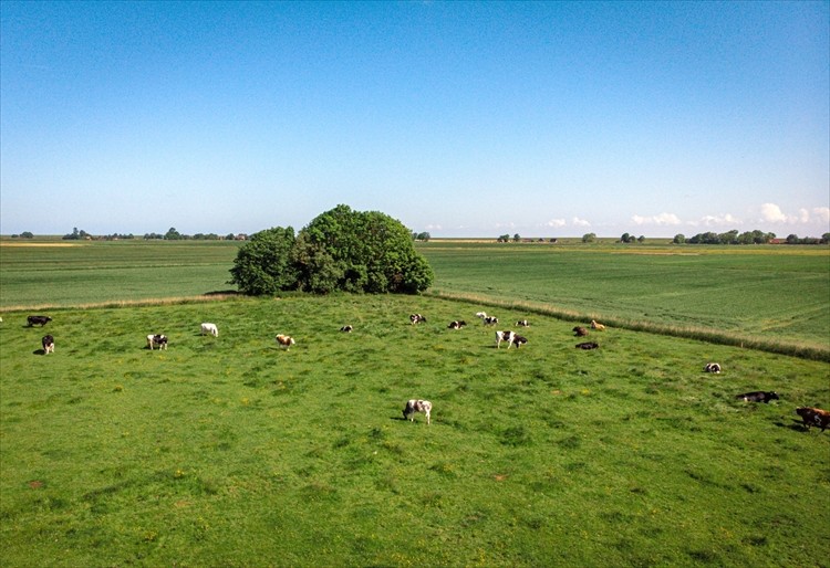 Pastures and cows at Hof Butenland, an ex-dairy farm that's become a farm animal retirement home and symbol of veganism and coexistence of people and animals, in Butjadingen, Germany, June 12, 2021. For the humans at Hof Butenland, the turn away from animals as commodities is not only a question of human morality but of planetary survival, given the role that industrial farms play in contributing greenhouse gases to the atmosphere. (Lena Mucha/The New York Times)