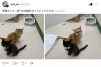 ぐりくんの飼い主さんから届いたセンター時代の兄弟の写真。実際のThreads投稿（投稿元：runlo-nさん）