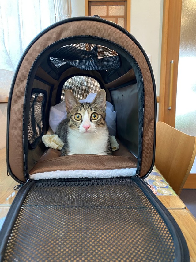 病院だよー！さあ出ておいでー