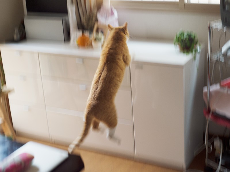 「体がなまっちまう」（小林写函撮影）