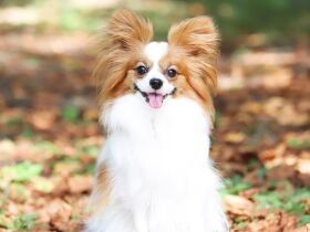 いつもニコニコなパピヨン「エナ」　だけど好物のササミを目の前にすると野獣に変化