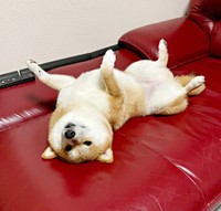 へそ天になって飼い主さんを見つめるあずきちゃん（画像提供：林さん）