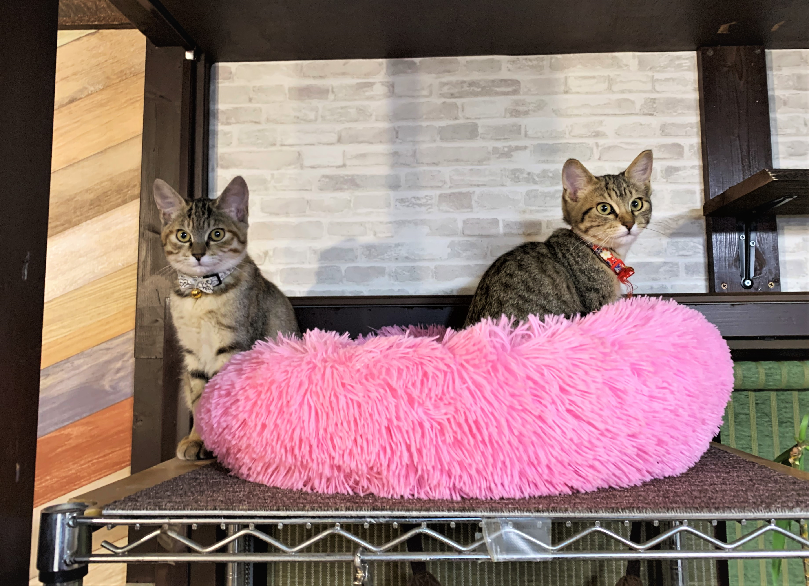 あずき（右）としるこ（左）の姉妹（しまや出版提供）